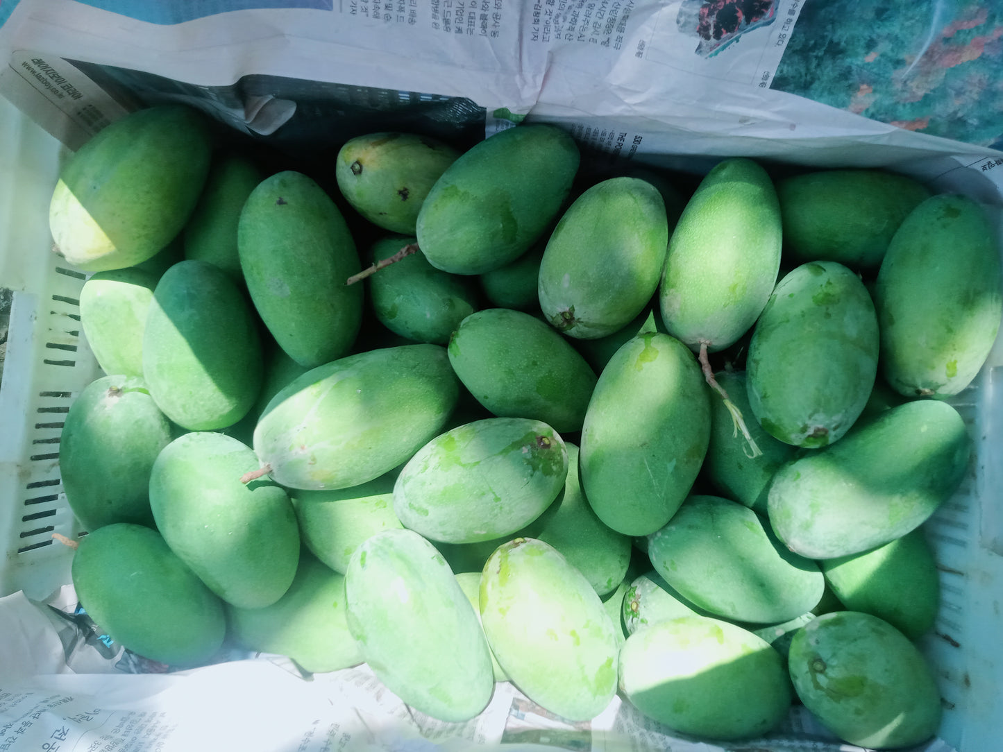 Dosehri Mango